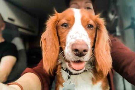 road trip with dog- essential kit you need for travelling with a dog in Europe