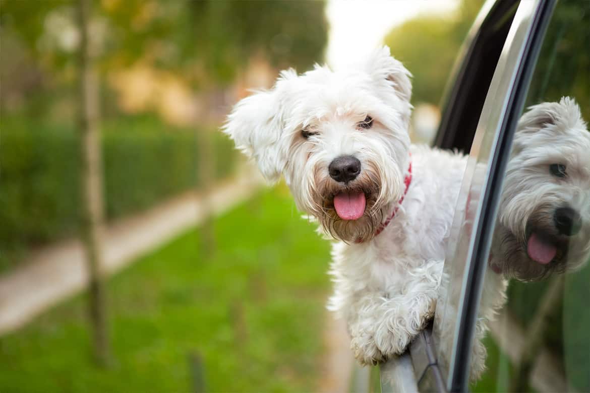 How to keep dog cool in car or motorhome during summer road trips or while travelling