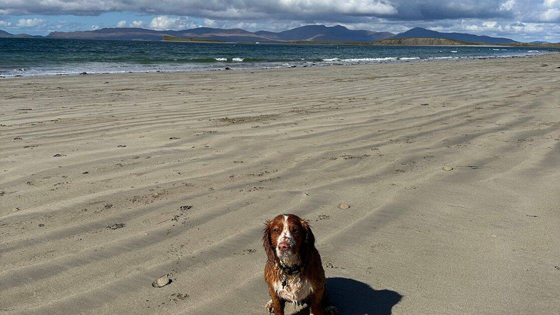 touring Ireland with a dog