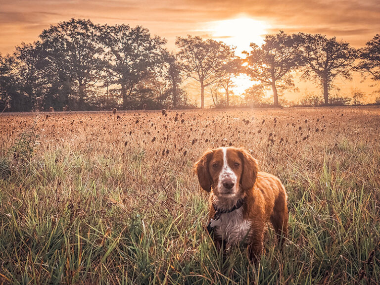 UK Pet Passport scheme returns!